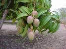 עץ מנגו,Mango