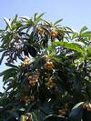 עץ שסק ,Loquat