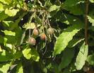 עץ אגוז מקדמיה, Macadamia Tree