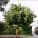 עץ קטלב מצוי,ARBUTUS ANDRACHNE