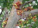 עץ פיקוס השקמה, Ficus sycomorus
