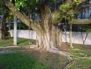 עץ פיקוס השדרות,Ficus retusa
