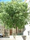 עץ מיש דרומי ,CELTIS AUSTRALIS
