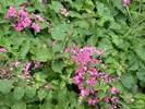 אנטיגון דק עוקצים, ANTIGONON LEPTOPUS.