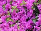 בוגנוויליה נאה ,Bougainvillea