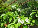 בומונטיה גדולת-פרחים ,BEAUMONTIA GRANDIFLORA