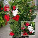 מנדוילה ורודה,לבנה,אדומה,MANDEVILLA