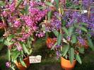 הרדנברגיה פשוטת עלים,HARDENBERGIA VIOLACEA