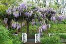 ויסטריה סינית,WISTERIA SINENSIS