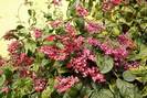 קלרודנדרון נאה,CLERODENDRUM SPECIOSUM	