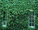 קיסוס החורש,ENGLISH IVY