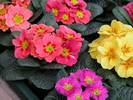 בכור אביב מצוי , פרימולה,PRIMULA VULGARIS