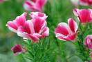 גודטיה , קלרקיה נעימה,GODETIA/CLARKIA AMOENA	