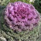 כרוב נוי,Brassica oleracea.
