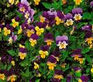 אמנון ותמר ננסי,סיגל תלת גוני-ננסי,VIOLA CORNUTA	