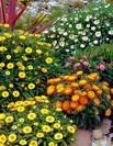 דם המכבים המחופה,HELICHRYSUM BRACTEATUM