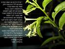 צסטרום לילי, CESTRUM NOCTURNUM