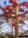 עץ בומבקס הודי,Bombax tree