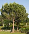 עץ אורן הגלעין, Pinus pinea