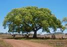 אלביציה צהובה,Albizia Lebbeck