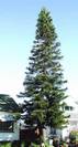 אראוקריה רמה,Araucaria excelsa
