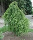ברוש הביצות (טקסודיון דו טורי),Taxodium distichum