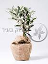 השכרת צמחים-זית ננסי