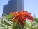 טגטס צרפתי-Tagetes patula