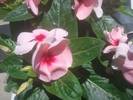 וינקה זקופה - Catharanthus roseus