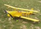 טייגר מוט - TIGER MOTH