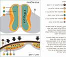 מערכת ה-VPS - הגנה מושלמת לגב הסוס