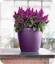 אדניות 021