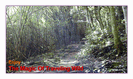 מגנט גדול: enjoy the magic of travelling wild