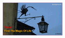 מגנט גדול: travel - find the magic of life