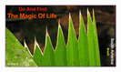 מגנט גדול: go and find the magic of life