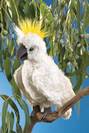 תוכי קקדו COCKATOO 2832