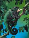 זיקית 2215  chameleon puppet folkmanis