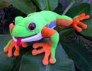 צפרדע אדומת רגליים  frog puppet red legs