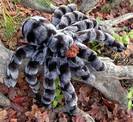 טרנטולה אימתנית  TARANTULA