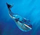 בובת  לוויתן כחול 2584 Blue Whale