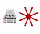 צבע מאכל SUPER RAD אמריקן קלור