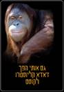 כוכב הקופים