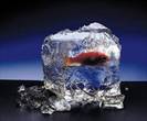 ICEBERG