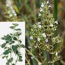זוטא לבנה | עלים | 150 גרם | Satureia thymbra | Thyme Leaved Savory