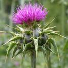 גדילן מצוי | זרעים גרוסים/טחונים | 100 גרם | Silybum marianum | Milk thistle