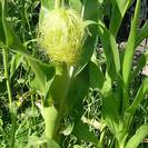 זקן תירס (תפרחת בתירס) | פרחים | 100 גרם | Zea mays | Cornsilk