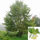טיליה | תרזה | פרחים | 100 גרם | Tilia europea | Lime flowers