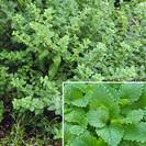 מליסה רפואית | עלים | 100 גרם | Melissa officinalis | Lemon balm