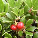 ענבי דוב | פירות | 100 גרם | Arctostaphylos uva–ursi | Bearberry