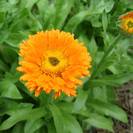 ציפורן החתול | קלנדולה | פרחים | 100 גרם | Calendula Officinalis | Marigold